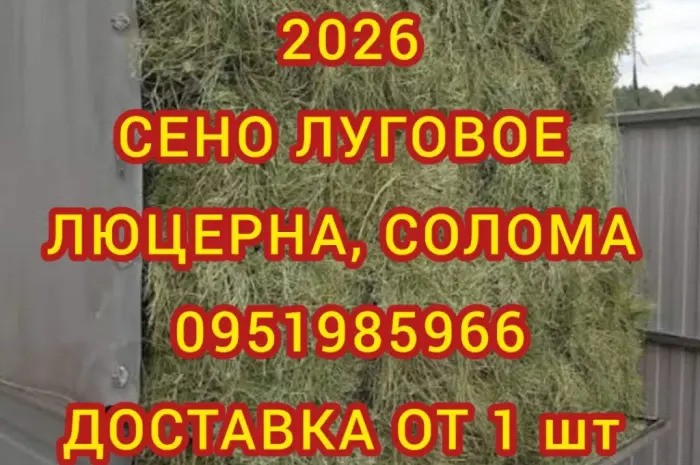 ДЛЯ ДЕКОРА, ФОТОСЕССИИ сено солома сіно в мешках, тюках. Доставка. Качество- фото № 1