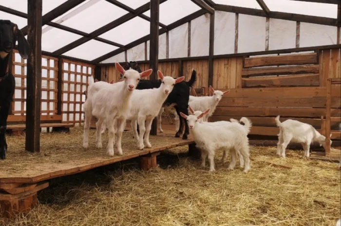 Сено люцерны в тюках, луговое сено. Большие объёмы. Доставка- фото № 2