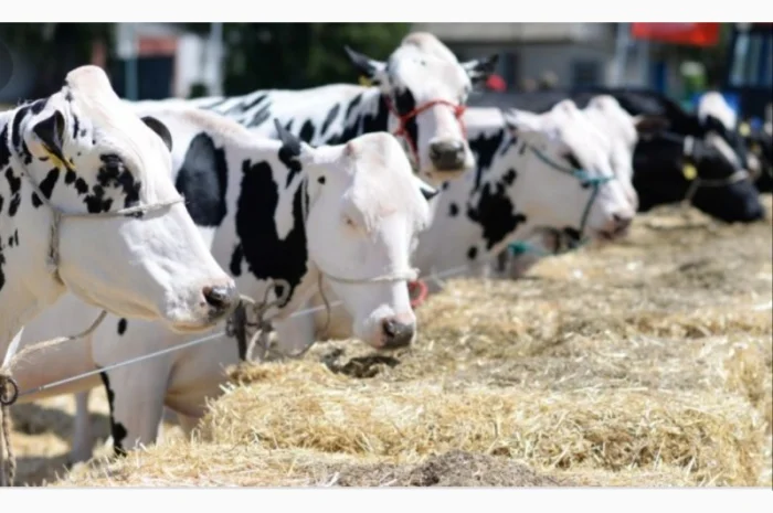 Продам 800т люцерны, лугового сена. Наша доставка- фото № 2