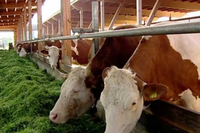 Сено с доставкой по Украине. Луговое (разнотравье), пырей, люцерна, солома в тюках мешках- фото № 2