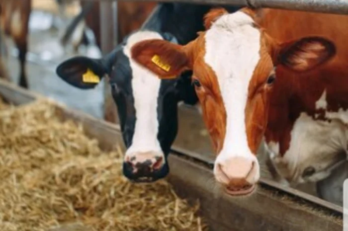 Большие объёмы в наличии. Сено с бесплатной доставкой по Украине. Луговое, люцерна, солома- фото № 2