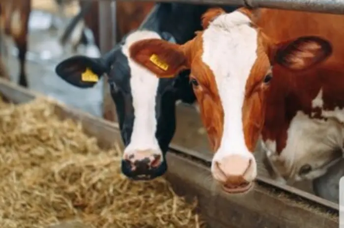 Великі обсяги в наявності. Сіно з безкоштовною доставкою по Україні. Лугове, люцерна, солома- фото № 2