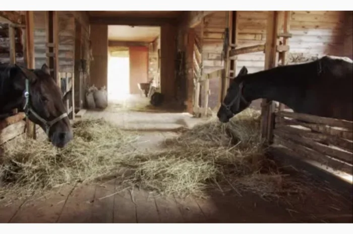 Большие объёмы в наличии. Сено с бесплатной доставкой по Украине. Луговое, люцерна, солома- фото № 3