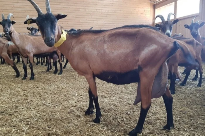 В продаже сено в тюках (луговое, люцерна, солома). Доставка. Нал, б/н- фото № 2