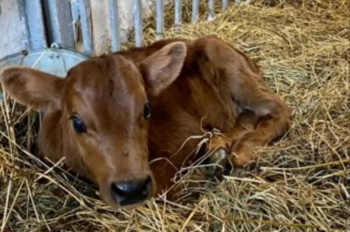 Сено в тюках мешках (луговое, разнотравье, пырей, люцерна), солома из зерновых. Доставка- фото № 2