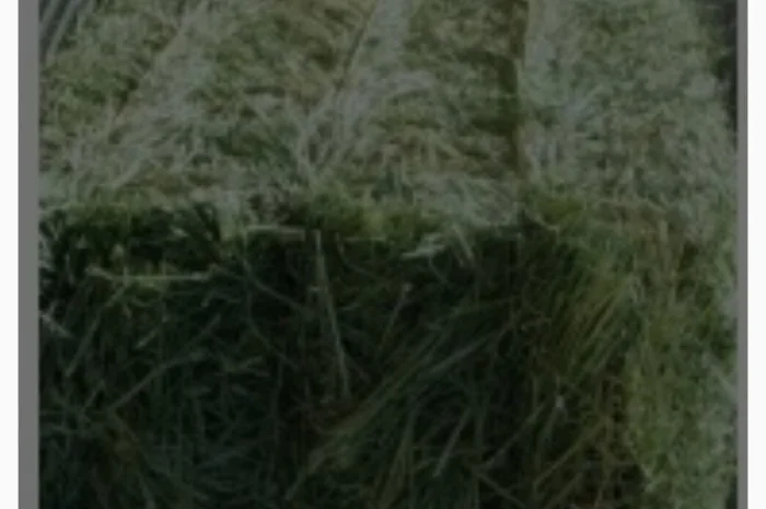 Продам сіно в тюках- фото № 1