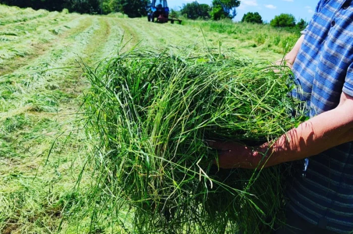 Продам сіно лугове- фото № 1