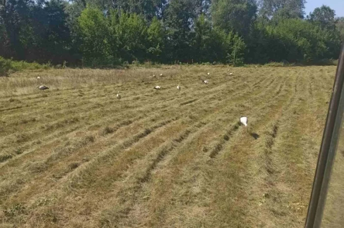 Сіно із наших низин- фото № 1