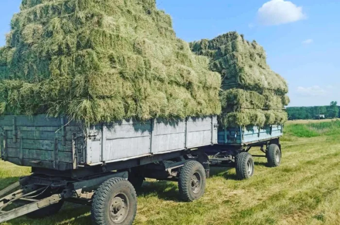 Продаж сіна- фото № 1