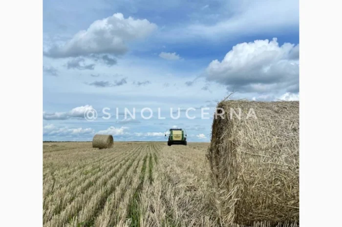 Продам сіно люцерни в круглих тюках- фото № 2