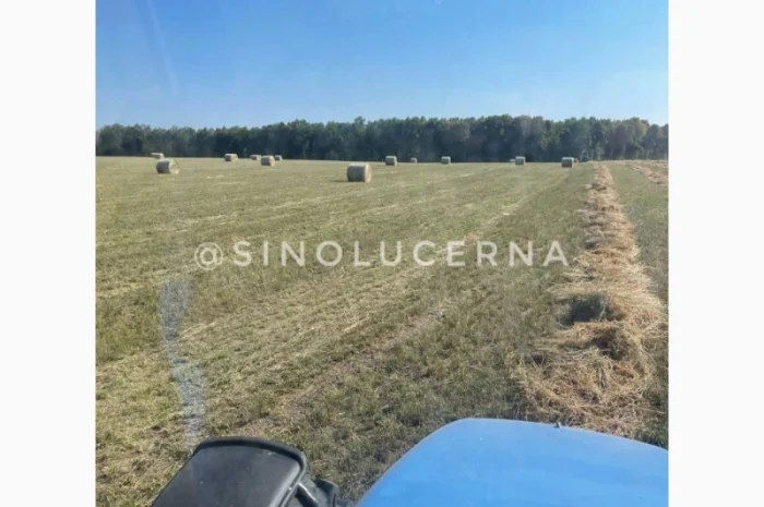 Продам сіно люцерни в круглих тюках- фото № 3