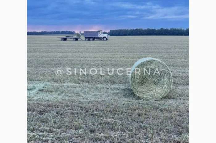 Продам сіно люцерни в круглих тюках- фото № 4