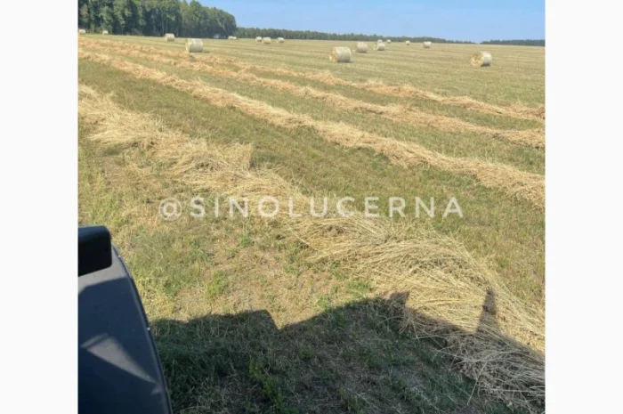 Продам сіно люцерни в круглих тюках- фото № 6