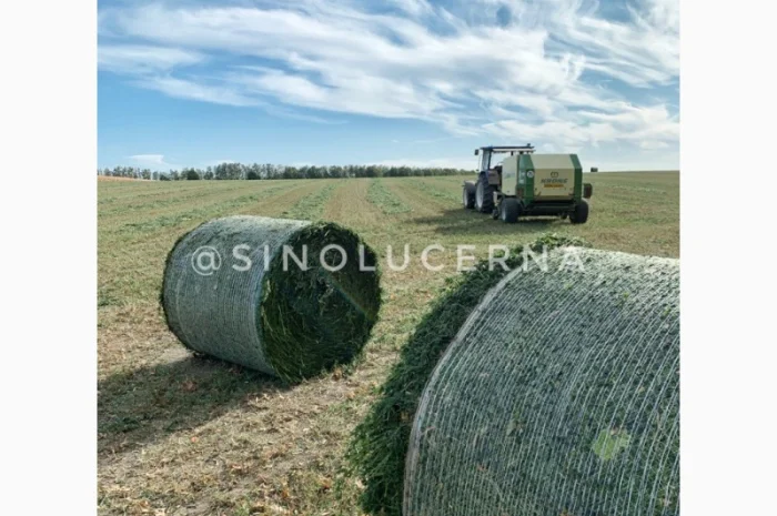 Продам сінаж з люцерни в круглих тюках- фото № 3