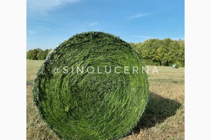 Продам сінаж з люцерни в круглих тюках- фото № 5