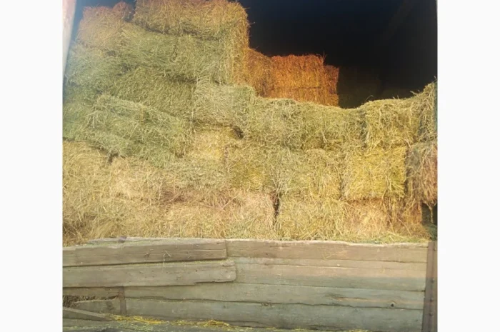 Сіно люцерни в тюках- фото № 1