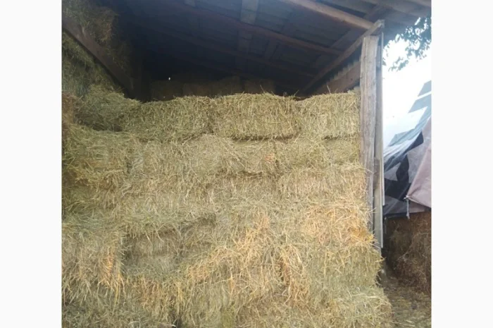 Сіно люцерни в тюках- фото № 2