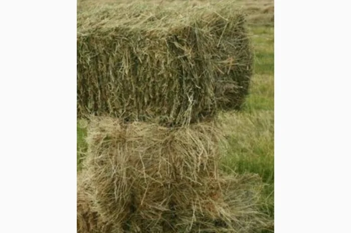 Сено луговое- фото № 1