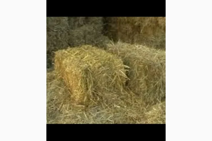 Сено луговое- фото № 2