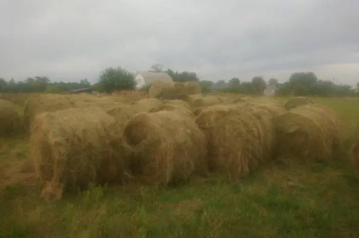 Продам сіно з доставкой- фото № 3