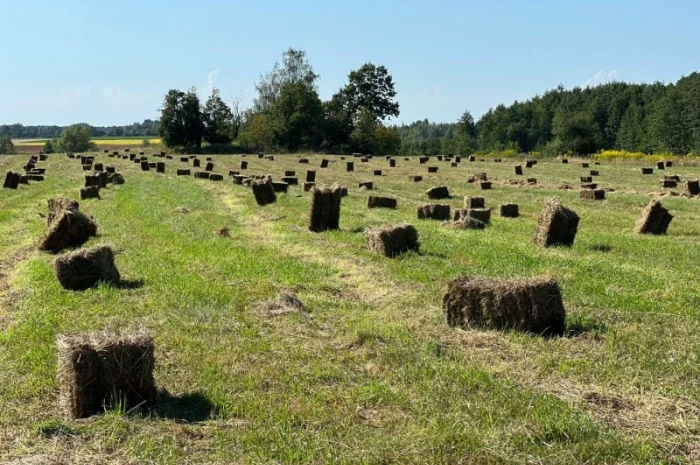 Продам сіно в рулонах і тюках- фото № 1