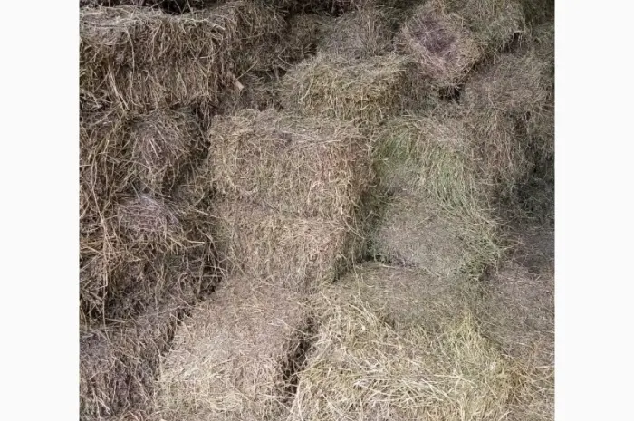 Продам сіно з люцерни. Гранули люцерни- фото № 2