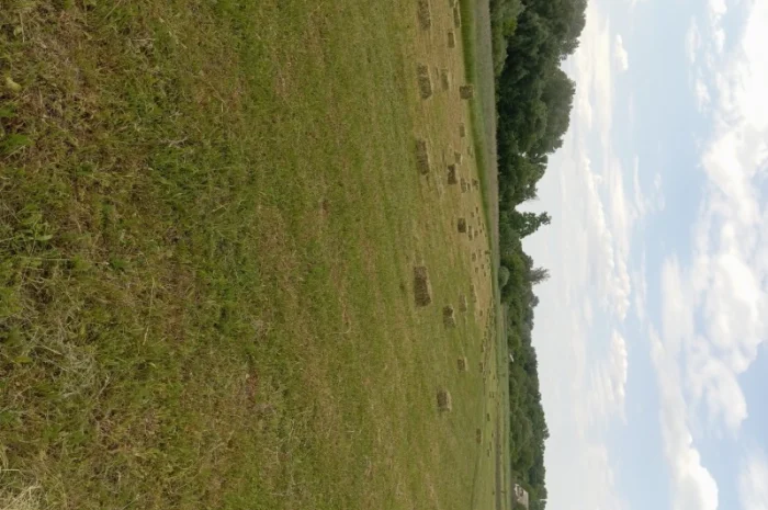 Сіно різнотрав'я, люцерна в квадратних тюках та рулонах- фото № 2