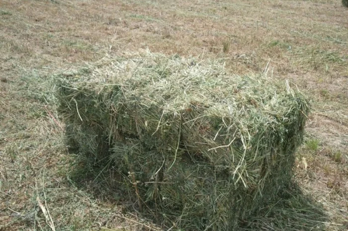 Продам сіно люцерни у тюках по 15-18 кг, врожай 2023р 75грн- фото № 1