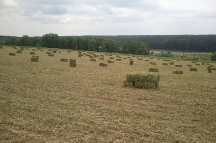 Продам сіно люцерни у тюках по 15-18 кг, врожай 2023р 75грн- фото № 2