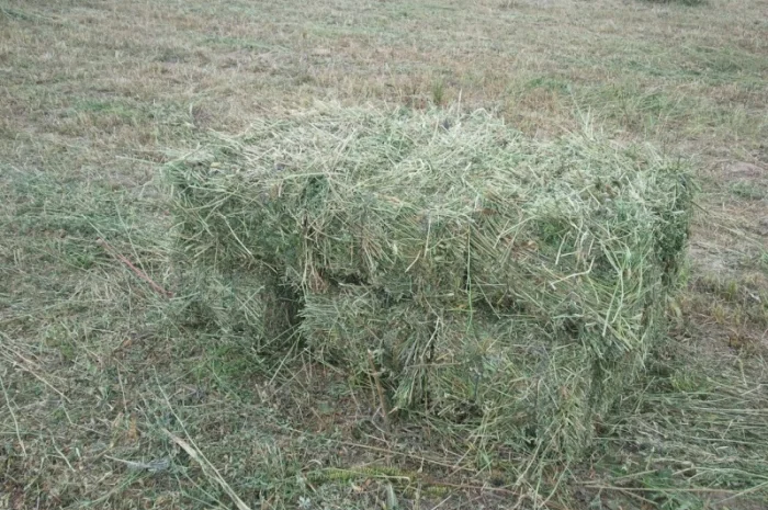 Продам сіно люцерни у тюках по 15-18 кг, врожай 2023р 75грн- фото № 3