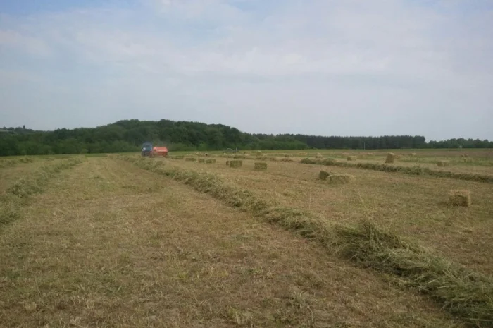 Продам сіно люцерни у тюках по 15-18 кг, врожай 2023р 75грн- фото № 4