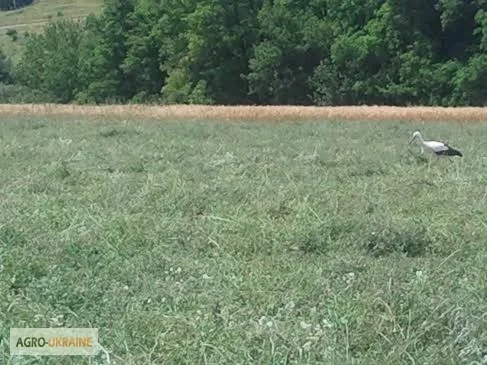 Продам сіно люцерни 75 грн. у тюках, ECO-врожай 2023г- фото № 2