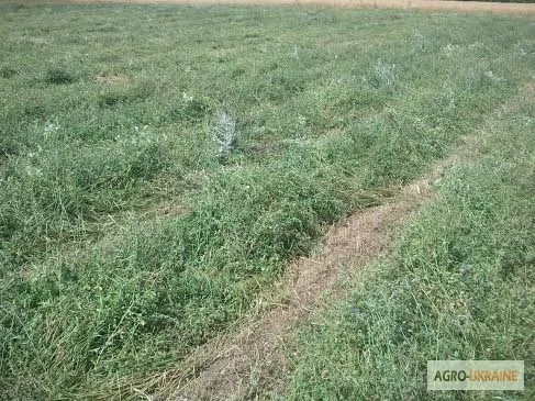 Продам сіно люцерни 75 грн. у тюках, ECO-врожай 2023г- фото № 3