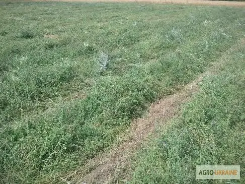 Продам сіно люцерни 75 грн. у тюках, ECO-врожай 2023г- фото № 3