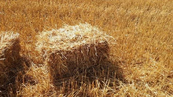 Доставка пшеничной Соломы в тюках по Запорожью- фото № 4