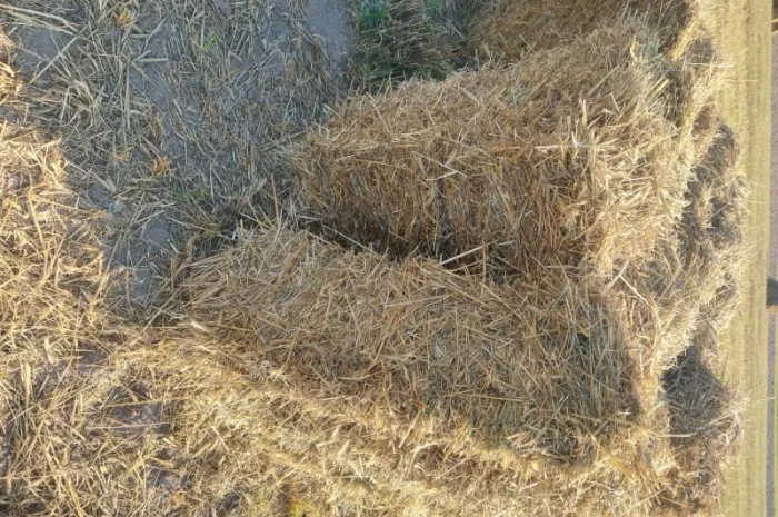 Продам солому в тюках- фото № 2