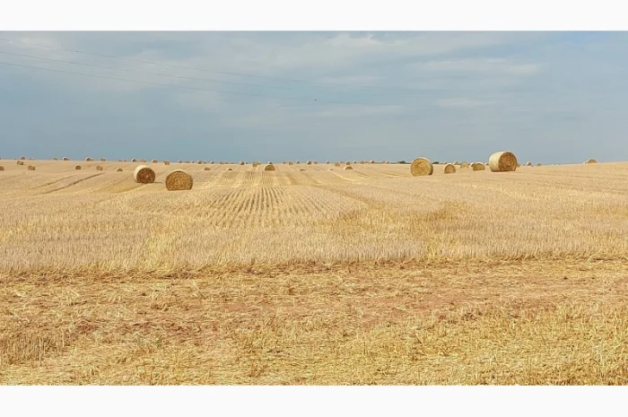 Продам солому- фото № 1