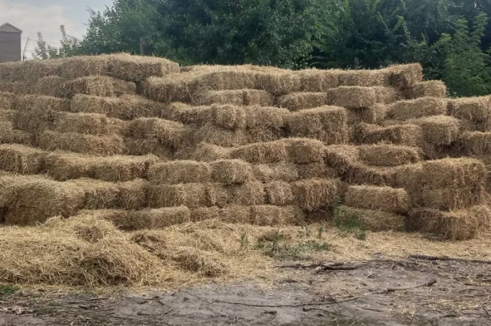 Продам солому в тюках- фото № 1