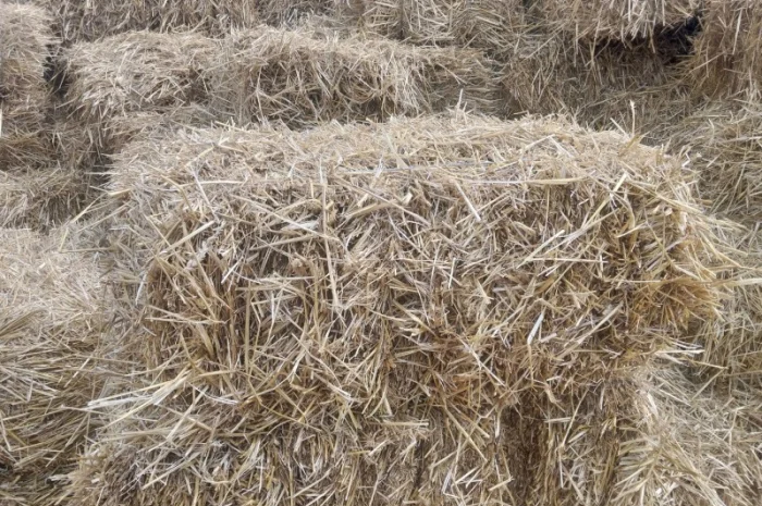 Продам солому в тюках- фото № 2