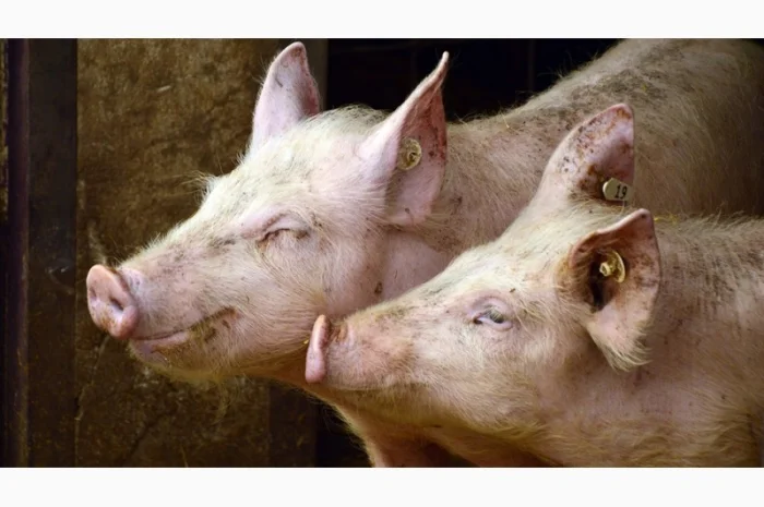 БМВД "ComFerma" 10% Свинья Финиш- фото № 1