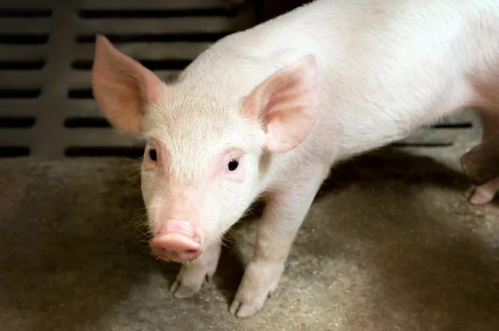 Продам БМВД свинья старт 25%- фото № 1