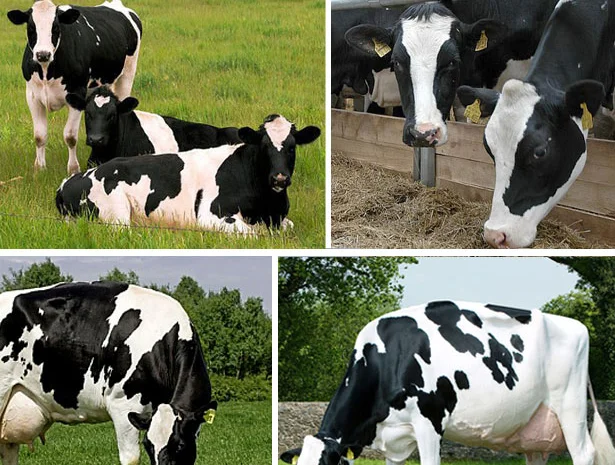 Премикс 1% для дойных коров с бесплатной доставкой- фото № 1