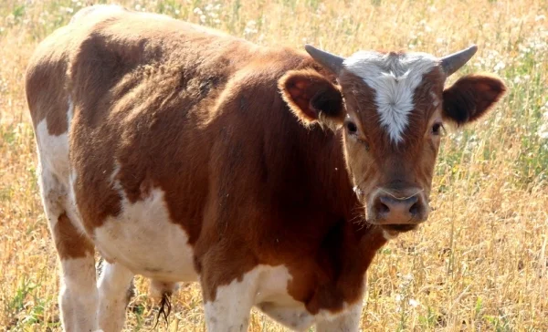 Премикс 1% для телят - витаминно-минеральная добавка- фото № 1