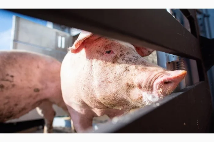 Премікси HYPERFEED- фото № 2