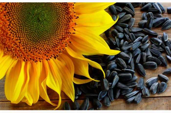 Продам подсолнечный жмых (макуху) жаренный и сыродавку в любом количестве- фото № 1