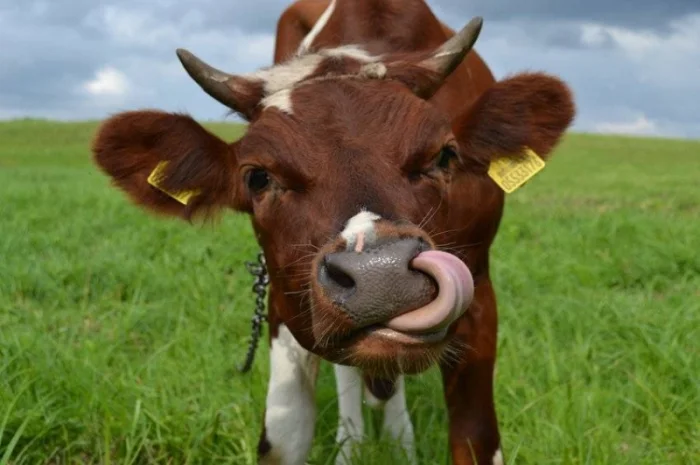 Продам корм для корів -соєвий жмих (шрот, макуха) з протеїном 44%.Доставка- фото № 1