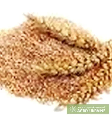 Отруби пшеничные, жом гранулы 8500 с доставкой- фото № 1