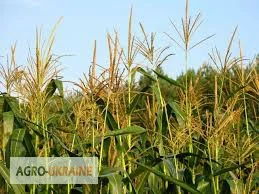 Отруби кукурузные- фото № 2