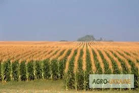 Отруби кукурузные- фото № 3