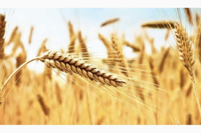 Продам отруби пшеничные насыпом- фото № 1